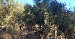 TRES LOTES DE 750m2 CADA UNO-ZONA CENTRO