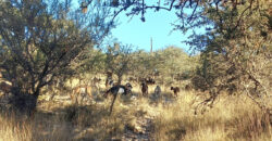 TRES LOTES DE 750m2 CADA UNO-ZONA CENTRO