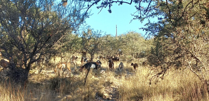 TRES LOTES DE 750m2 CADA UNO-ZONA CENTRO