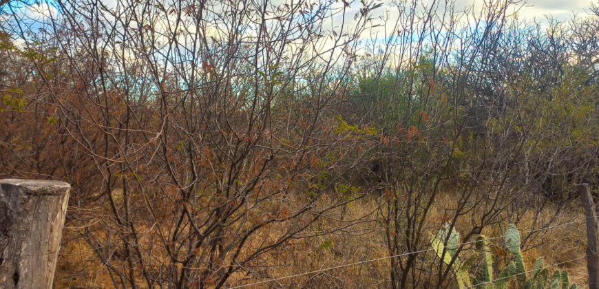 DOS HECTAREAS EN EL RINCON