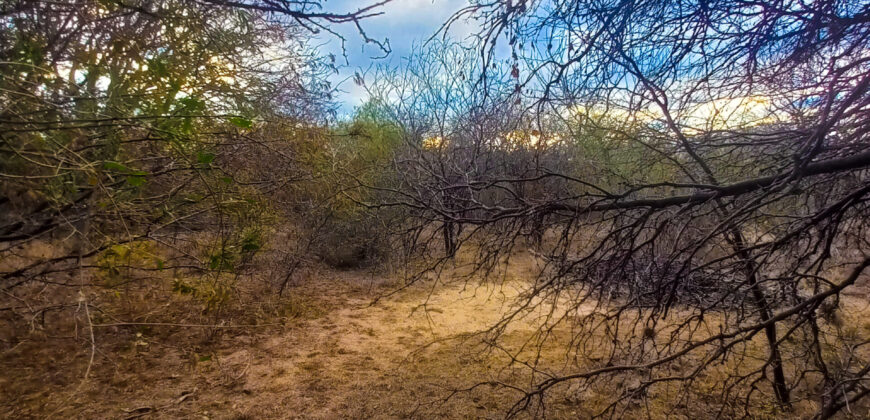 DOS HECTAREAS EN EL RINCON