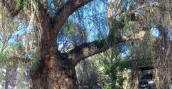 HERMOSO CHALET DE MADERA SOBRE AV CACIQUE TULIAN