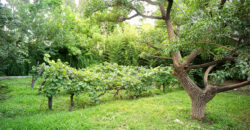 HERMOSA CASA DE TRES DORMITORIOS + DEPARTAMENTO- IDEAL PARA EMPRENDIMIENTO TURISTICO