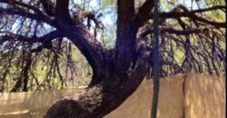 La Casa de Campo – Bioconstrucción y Confort Natural- GRAN OPORTUNIDAD!