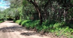 SE VENDE 1 HECTAREA EN LA BANDA A 3km DEL PUEBLO CON ESCRITURA