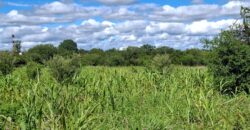 SE VENDE 1 HECTAREA EN LA BANDA A 3km DEL PUEBLO CON ESCRITURA