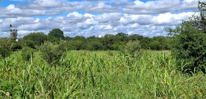 SE VENDE 1 HECTAREA EN LA BANDA A 3km DEL PUEBLO CON ESCRITURA