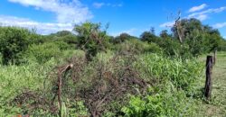 SE VENDE 1 HECTAREA EN LA BANDA A 3km DEL PUEBLO CON ESCRITURA