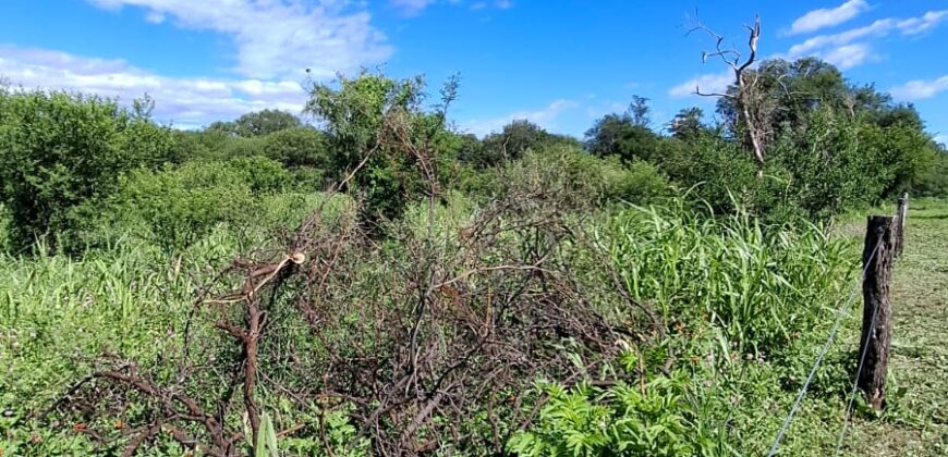 SE VENDE 1 HECTAREA EN LA BANDA A 3km DEL PUEBLO CON ESCRITURA