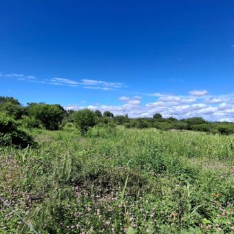 SE VENDE 1 HECTAREA EN LA BANDA A 3km DEL PUEBLO CON ESCRITURA