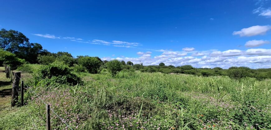 SE VENDE 1 HECTAREA EN LA BANDA A 3km DEL PUEBLO CON ESCRITURA