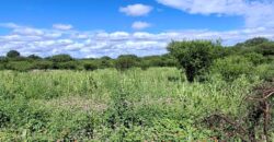 SE VENDE 1 HECTAREA EN LA BANDA A 3km DEL PUEBLO CON ESCRITURA