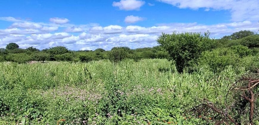 SE VENDE 1 HECTAREA EN LA BANDA A 3km DEL PUEBLO CON ESCRITURA