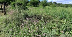 SE VENDE 1 HECTAREA EN LA BANDA A 3km DEL PUEBLO CON ESCRITURA