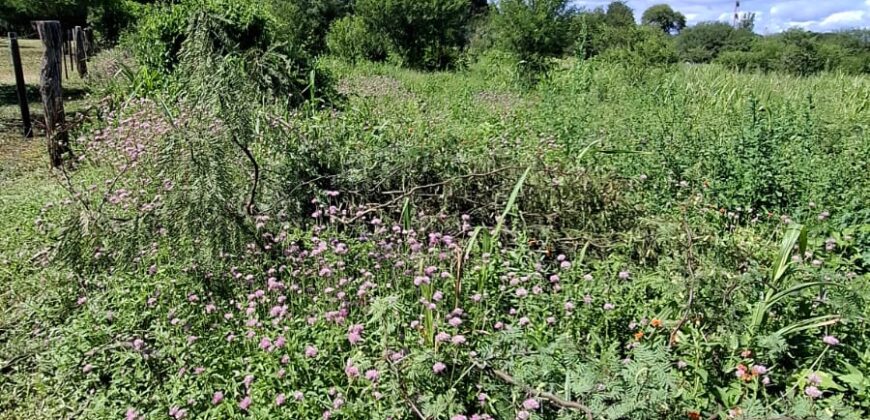 SE VENDE 1 HECTAREA EN LA BANDA A 3km DEL PUEBLO CON ESCRITURA
