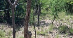 GRAN OPORTUNIDAD – TERRENO DE 2500m2 A 500mts. DE LA PLAZA