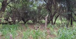 TERRENO EN LAS GRAMILLAS- 4000m2 CON PILAR DE LUZ